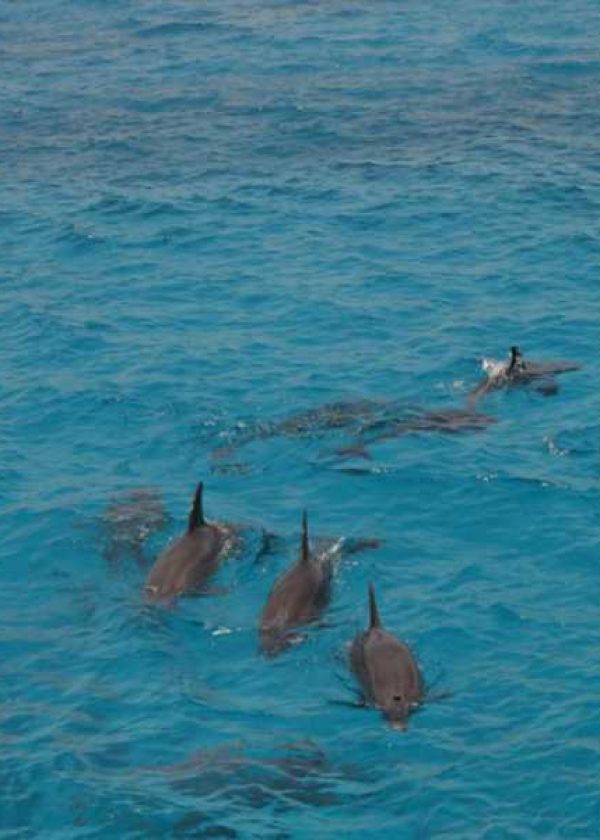 Swimming with Dolphin – Dolphin House