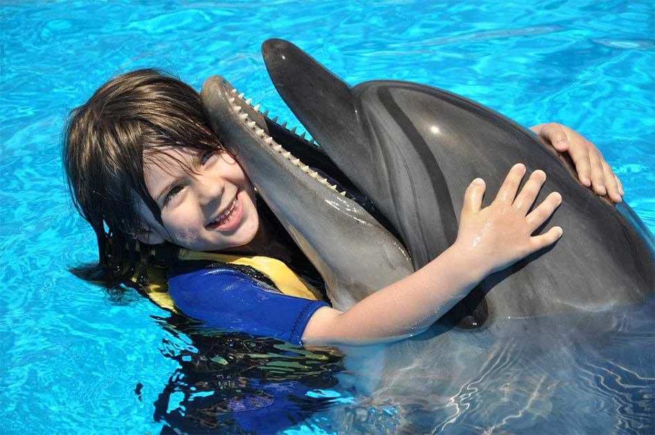 swimming dolphins